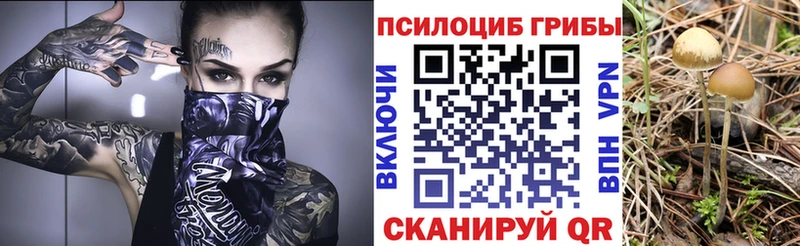 KRAKEN ССЫЛКА  Шилка  Псилоцибиновые грибы мицелий 